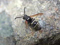 Ancistrocerus waldenii