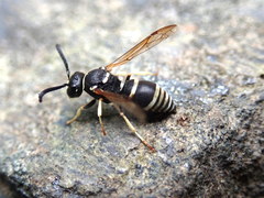 Ancistrocerus waldenii