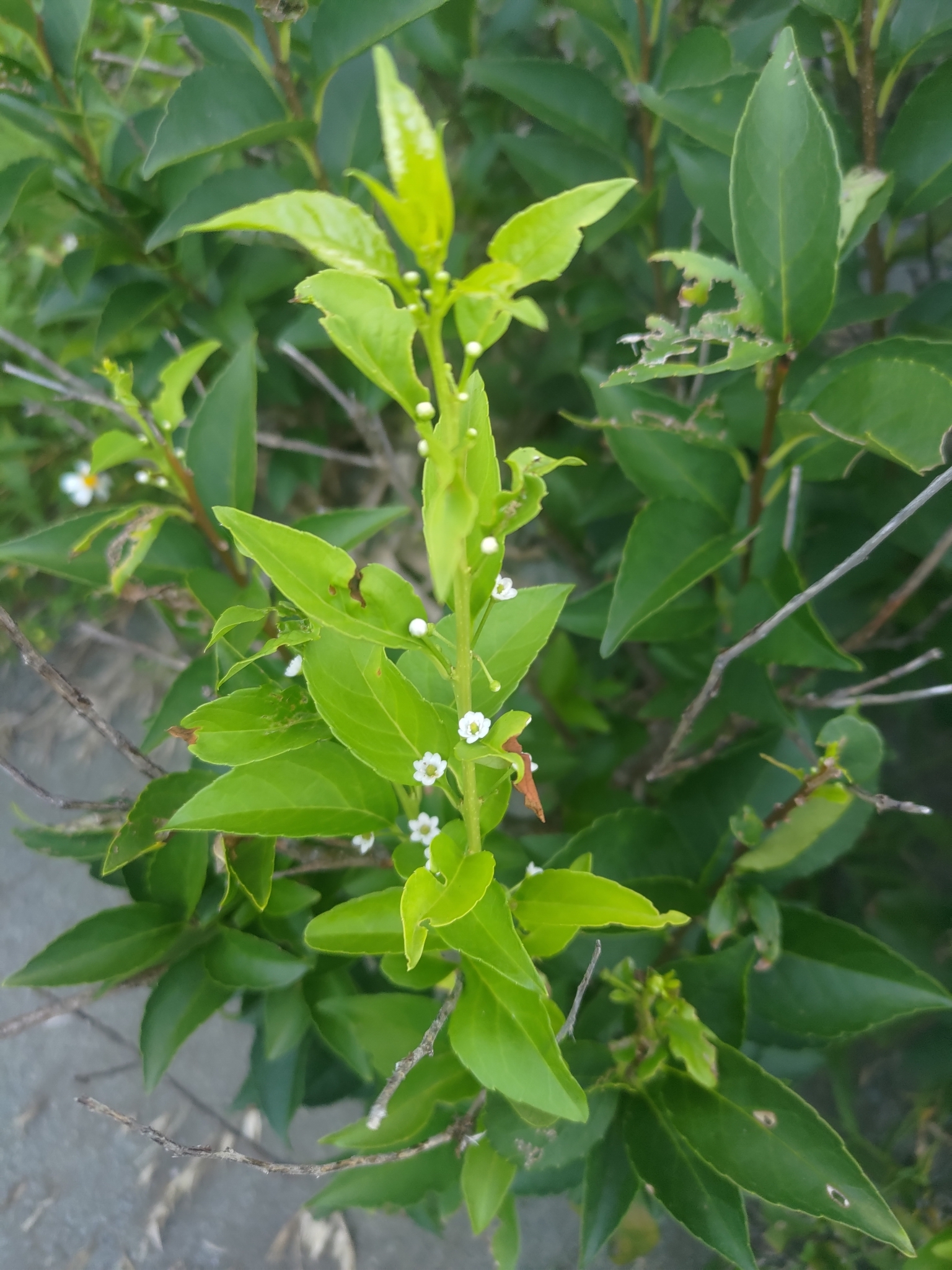 Imagem de Ilex kusanoi