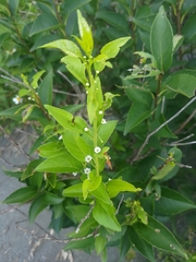 Ilex kusanoi, photograph (c) 林正文, some rights reserved (CC BY)