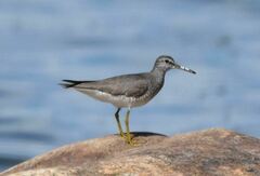 Grey-Tailed Tattler photo 5