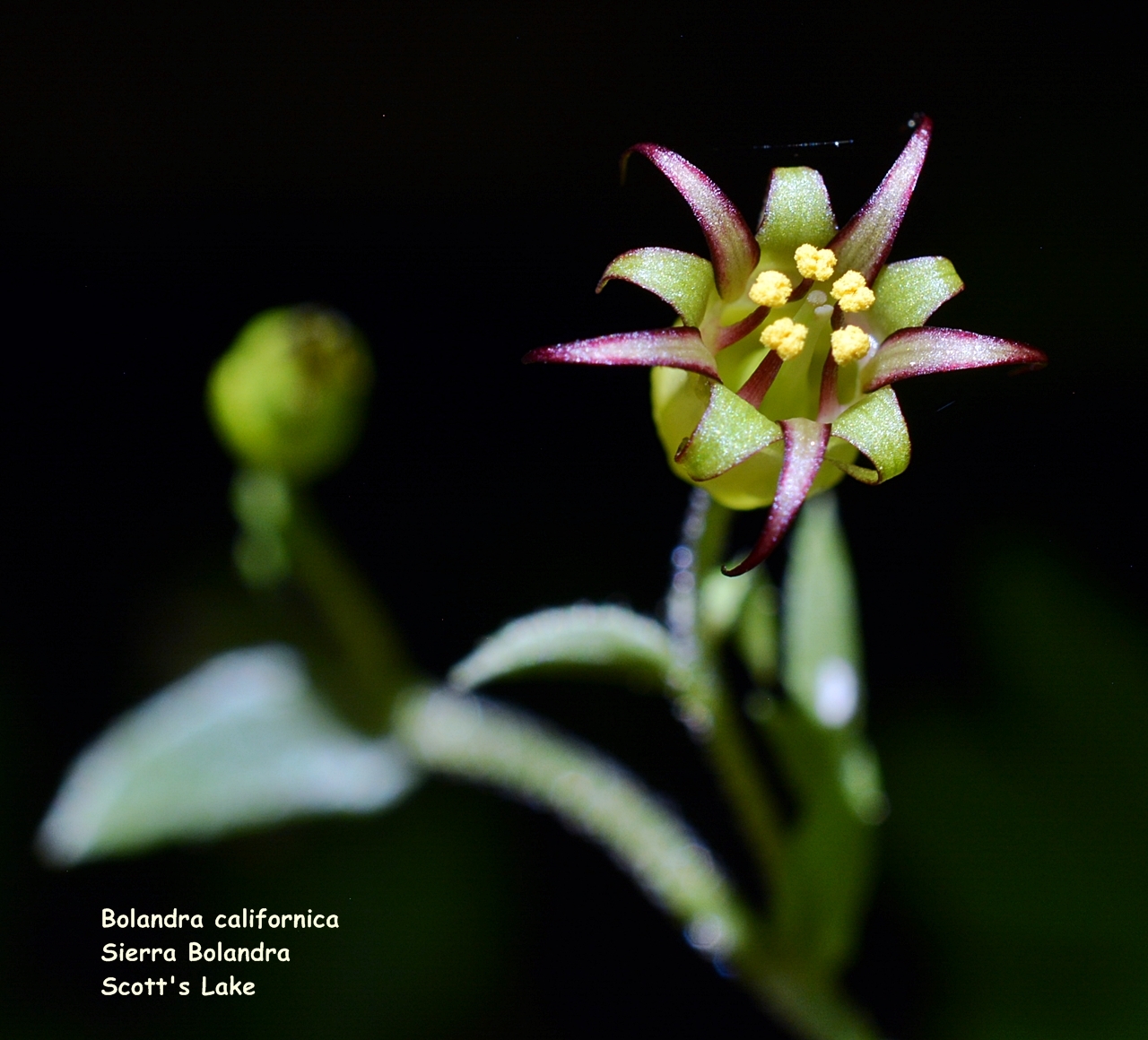 Bolandra californica