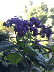 Heliotropium arborescens
