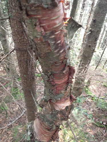 Image of Betula cordifolia by (c) Tom Norton, some rights reserved (CC BY)