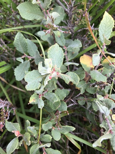 Creeping × Eared Willow (Salix ×)