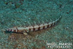 Parapercis stricticeps