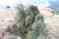 Coprosma propinqua propinqua