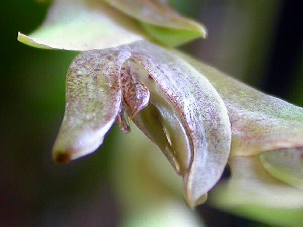 Acianthera tricarinata