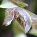 Acianthera tricarinata - Photo (c) Dalton Holland Baptista, some rights reserved (CC BY-SA)