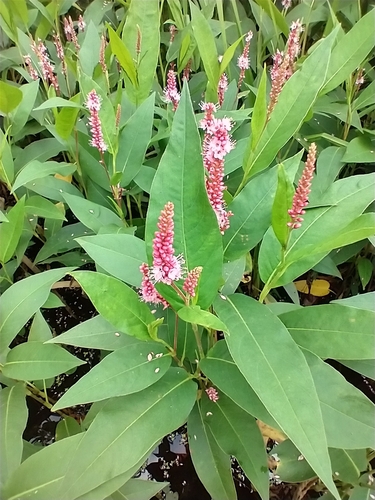 water smartweed — photo 1