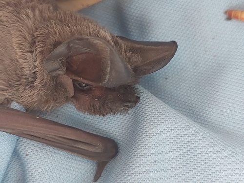 European Free-tailed Bat, חטיבת הנגב/שועלי שמשון, אשדוד, ישראל, photo 9 of 10