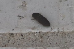 Agrypnus rectangularis