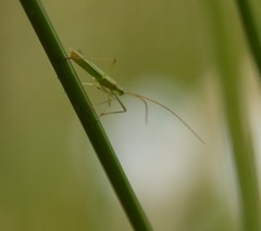 Leptocorisini