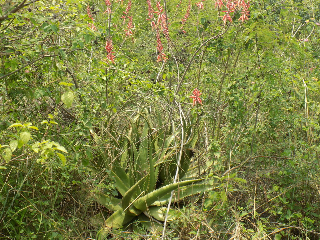 Aloe butiabana