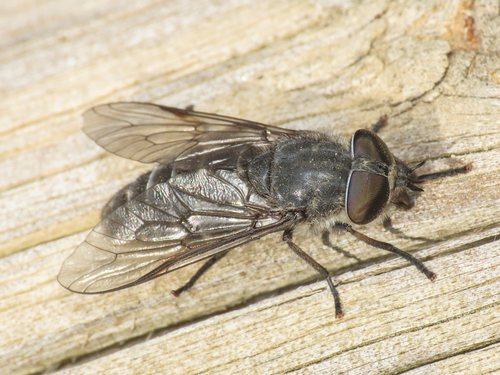 Tabanus rupium