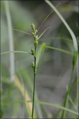 Carex gibba