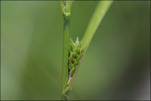 Carex gibba
