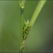 Gibbous Sedge - Photo (c) Lee, seong-won, some rights reserved (CC BY-NC), uploaded by Lee, seong-won