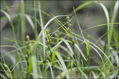 Carex gibba
