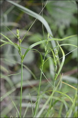 Carex gibba