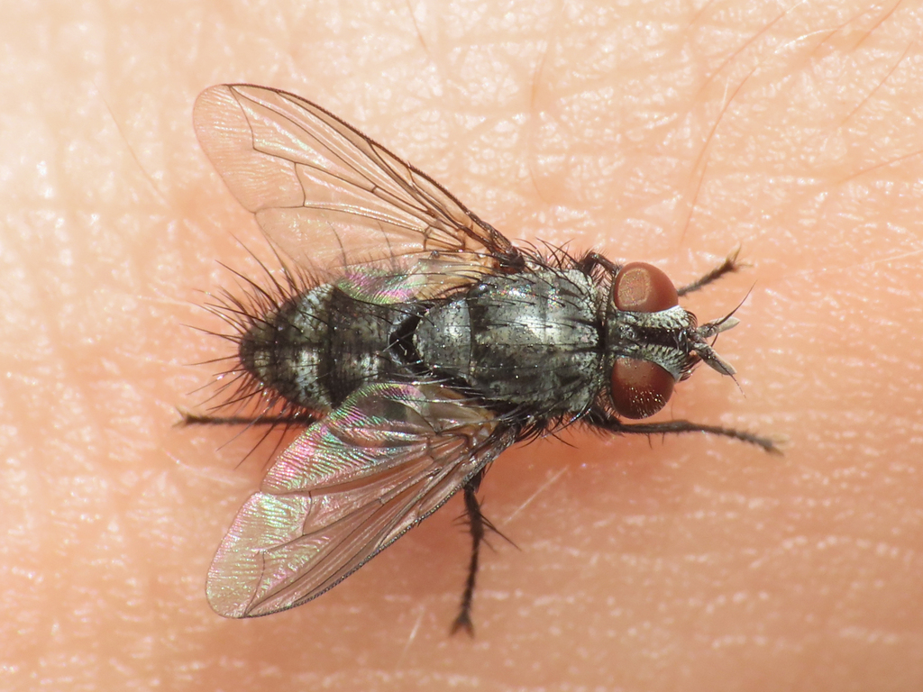 Alsomyia