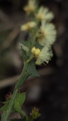 Moore's Wattle (Acacia mooreana)