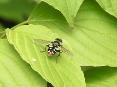 Sericomyia lata