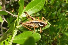 Eupholidoptera