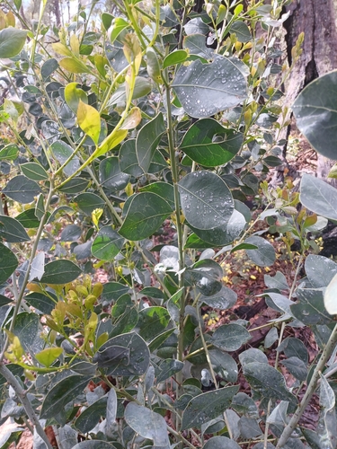Image of Acacia celastrifolia by (c) Leon Perrie, some rights reserved (CC BY)