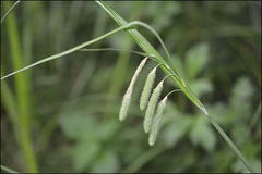 Carex dimorpholepis