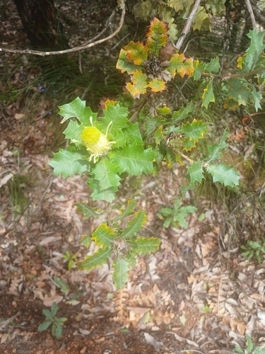 Image of Banksia undata by (c) Leon Perrie, some rights reserved (CC BY)
