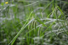 Carex dimorpholepis