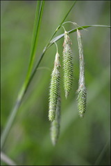 Carex dimorpholepis