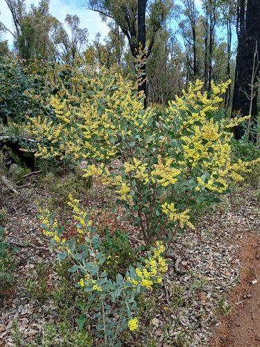 Image of Acacia celastrifolia by (c) Leon Perrie, some rights reserved (CC BY)