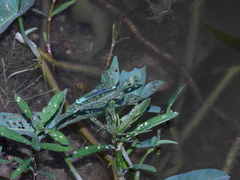 Pseudagrion decorum