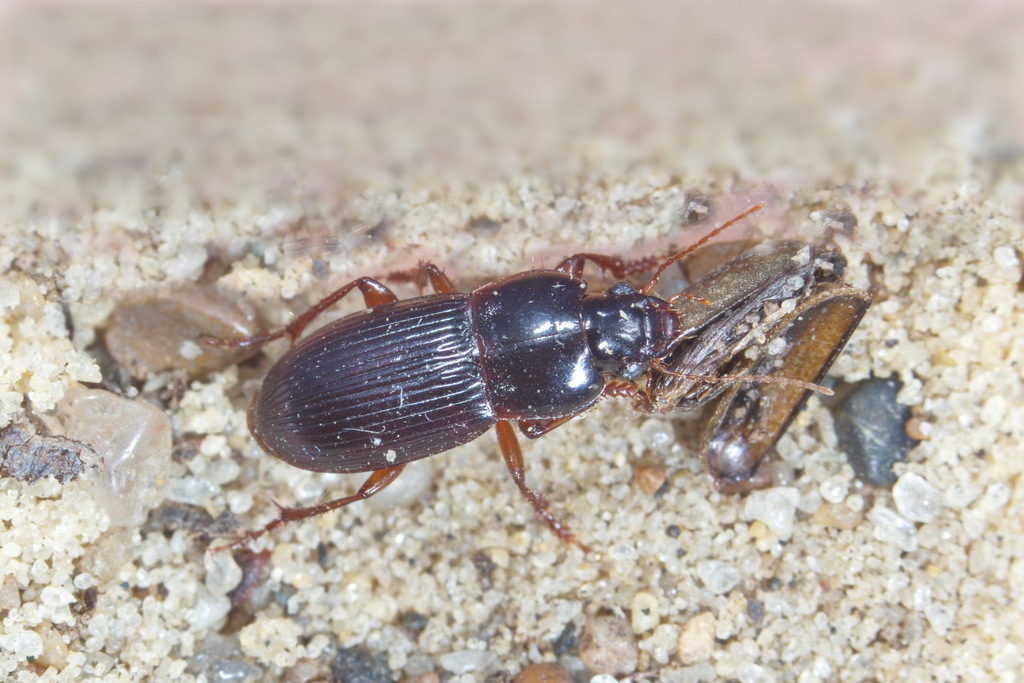Harpalus mitridati