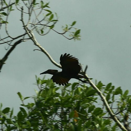 Hamerkop