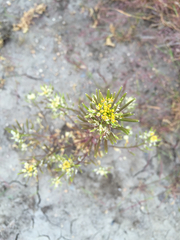 Descurainia sophioides