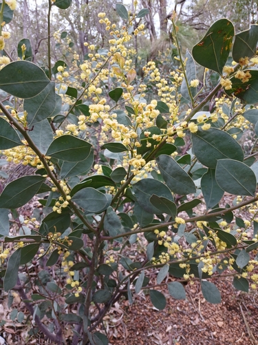 Image of Acacia celastrifolia by (c) Leon Perrie, some rights reserved (CC BY)