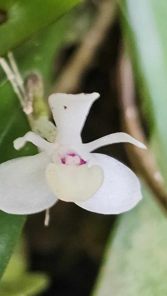 Dendrobium hispidum A.Rich.