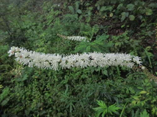 Cimicifuga simplex iNat (1)