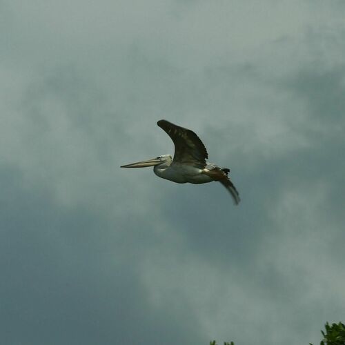 Pink-backed Pelican