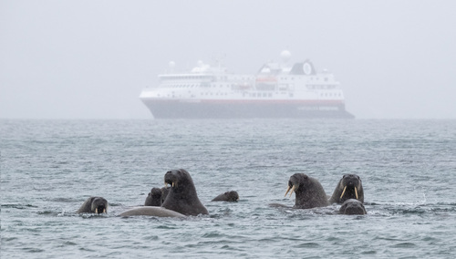 Walrus