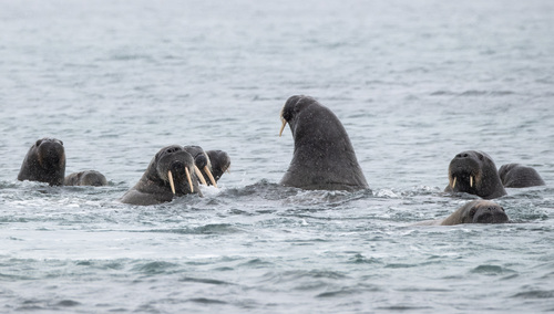 Walrus