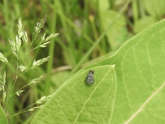 Rhyssomatus lineaticollis