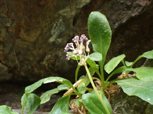 Image of Primula latifolia by (c) Franck Cabot, some rights reserved (CC BY)