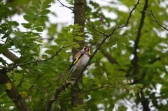 Carduelis carduelis