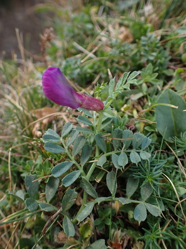 Image of Vicia pyrenaica by (c) Franck Cabot, some rights reserved (CC BY)