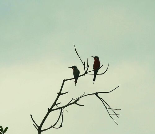 Rosy Bee-eater