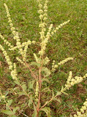 Asterohyptis stellulata